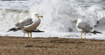 Crveni i narančasti meteoalarm zbog bure galeb, more, bura