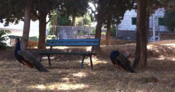 Split: Stanari Gripa dežuraju zbog paunova