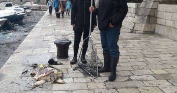 Dubrovnik: S hrpom smeća u Portu pronađena i glavata želva glavata-zelva-porat-Dubrovnik