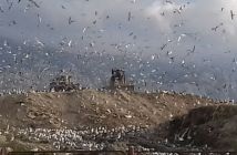 Karepovac