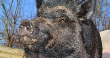 Lovačka hajka u Zablaću kod Šibenika divlja svinja