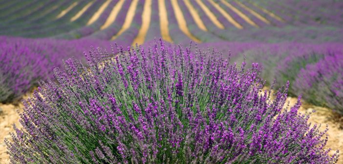 lavanda