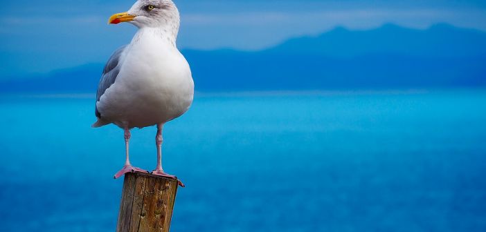 galeb