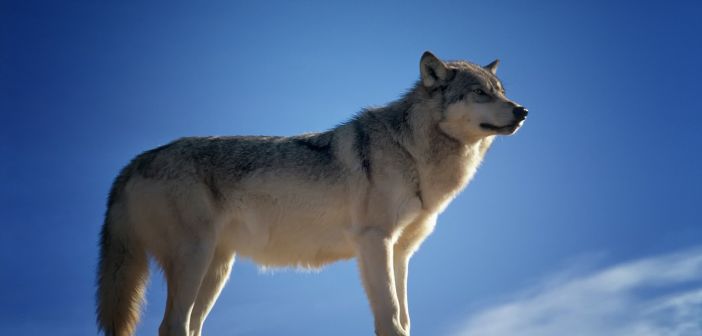 Priveden muškarac osumnjičen za zlostavljanje čak 69 životinja, među njima i dva vuka