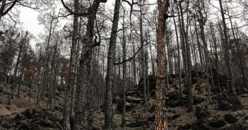 požar, spaljena šuma