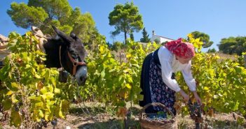 Otvara se Prvi hrvatski muzej vinogradarstva i vinarstva