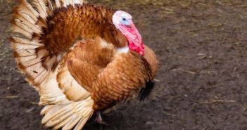PU zadarska: Iz kokošinjca ukradeni purani